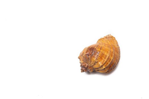 Seashell on a white background . An article about seashells. Vacation at the sea. Shopping by the sea. White background. Isolate . Copy space