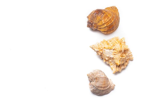 Seashell on a white background . An article about seashells. Vacation at the sea. Shopping by the sea. White background. Isolate . Copy space