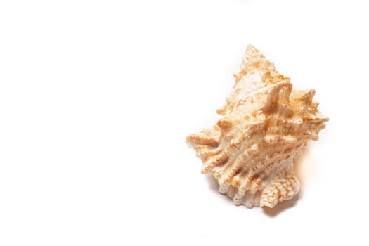 Seashell on a white background . An article about seashells. Vacation at the sea. Shopping by the sea. White background. Isolate . Copy space