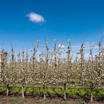 fruit orchard with blossoming flowers under blue sky in dutch pear orchard with yellow spring flowers