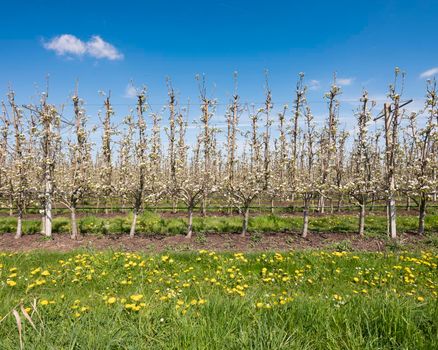 fruit orchard with blossoming flowers under blue sky in dutch pear orchard with yellow spring flowers