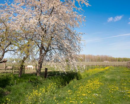 white horse amongst blossoming spring flowers in the netherlands under blue sky near fruit orchard