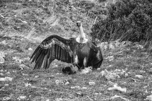 Vulture in huesca, spain.