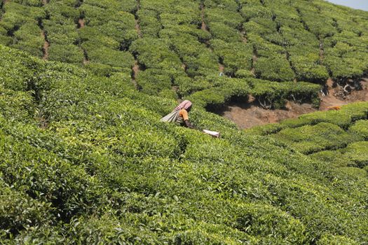 Tea Plantation foarm Landscape Munnar Kerala India
