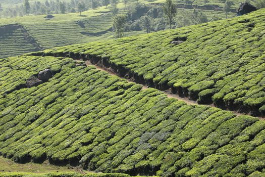 Workers at Tea Plantation Farm Munnar Kerala India