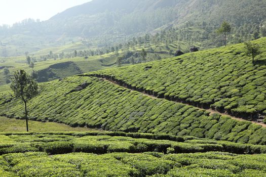 Workers at Tea Plantation Farm Munnar Kerala India