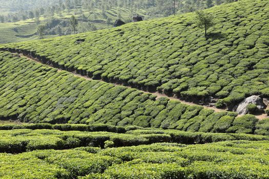 Workers at Tea Plantation Farm Munnar Kerala India