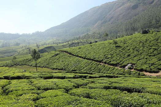 Workers at Tea Plantation Farm Munnar Kerala India