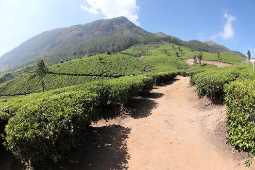 Workers at Tea Plantation Farm Munnar Kerala India