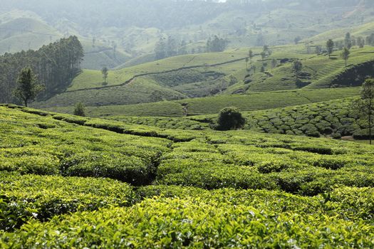 Workers at Tea Plantation Farm Munnar Kerala India