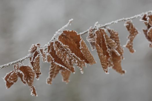 Winter frozen leaves close-up with the snow isolated.