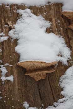 Close-up of a rotten stump with tree mushrooms covered by snow on a horizontal trunk during a winter in Czech republic.