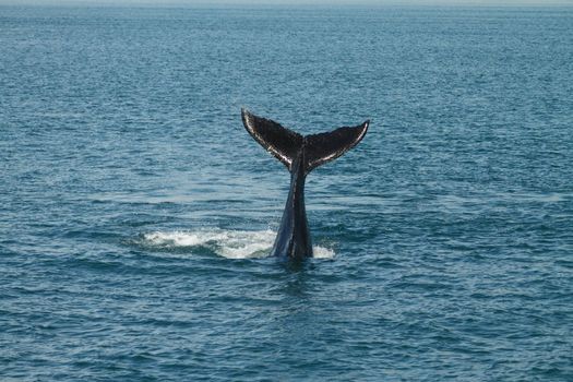 A young Humpback Whale (Megaptera novaeangliae) Waves its Tail Fluke Out of the Atlantic Ocean. This Endangered Species Migrates from to the Caribbean Each Winter to Breed or Give Birth.