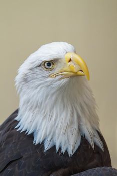 Close Up of Head of Bald Eagle (Haliaeetus leucocephalus).