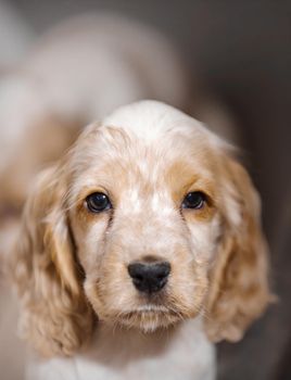 small dog, cute purebred English Cocker Spaniel puppy on breeding station, descendants of European champions.