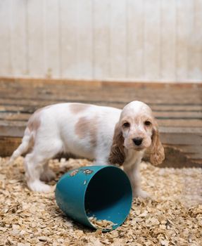 small dog, cute purebred English Cocker Spaniel puppy on breeding station, descendants of European champions.