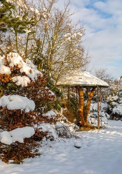 Beautiful evergreen winter garden with conifers and trees covered by fresh snow