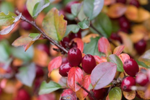 red gaultheria berries in autumn garden in fall season