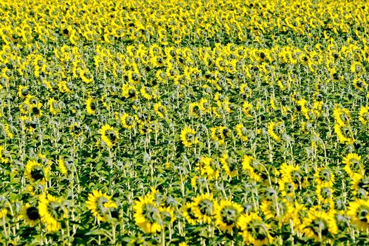 Field with yellow flowers of sunflower and green leaves