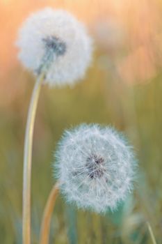 Beautiful dandelion flower with shallow focus in springtime, natural spring background. Blooming meadow.