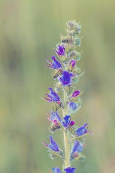 Beautiful wild flowers poisonous plant Echium vulgare viper's bugloss and blueweed flowering in summer meadow.