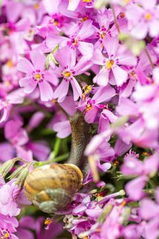 macro of small garden snail eating spring ping flower on garden.