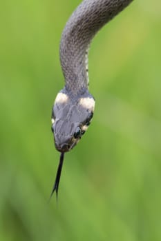 close up of harmless small snake, grass snake, Natrix natrix, european wildlife, Czech Republic