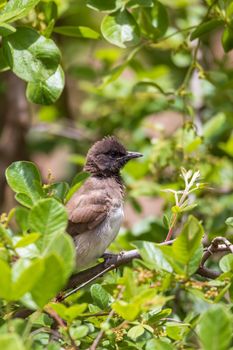 bird common bulbul (Pycnonotus barbatus) is a member of the bulbul family of passerine birds. Hawassa, Ethiopia Africa safari wildlife