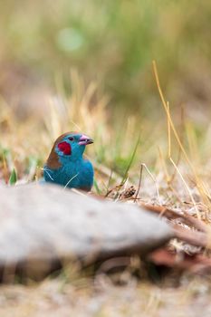 bird red-cheeked cordon-bleu, (Uraeginthus bengalus) small passerine bird in the family Estrildidae. Gondar, Ethiopia Africa safari wildlife