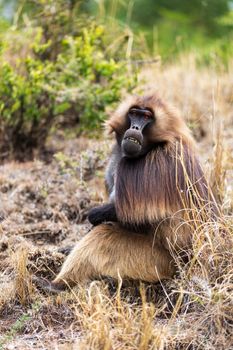 male of ethiopian endemic animal monkey Gelada baboon. Theropithecus gelada, Debre Libanos, Simien Mountains, Africa Ethiopia wildlife