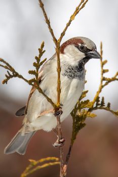 male of small beautiful bird house sparrow, Passer domesticus, bird sitting on the tree branch in winter garden