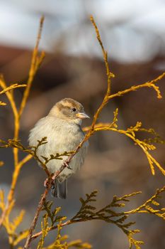 female of small beautiful bird house sparrow, Passer domesticus, bird sitting on the tree branch in winter garden