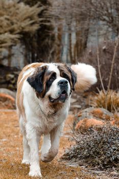 Working breed of dog, St. Bernard female in the early spring garden, best friend , and guard with sad eyes look