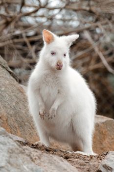 Red-necked Wallaby with very rare white albino color, female, kangaroo (Macropus rufogriseus)