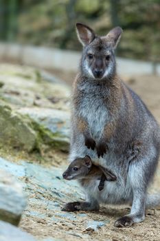 Closeup of a Red-necked Wallaby kangaroo (Macropus rufogriseus) Female with baby in bag