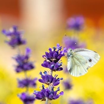 common Cabbage White butterfly on violet lavender in spring garden, summer concept