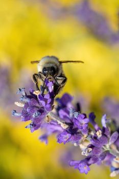 diligent bee sucks lavender nectar in spring garden, summer concept, shallow focus
