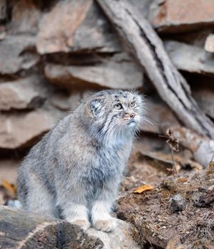 beautiful cat, Pallass cat, Otocolobus manul. Wild cat with a broad but fragmented distribution in the grasslands and montane steppes. Central Asia, wildlife