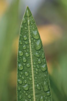 water drops on green leaf,  natural background wallpaper