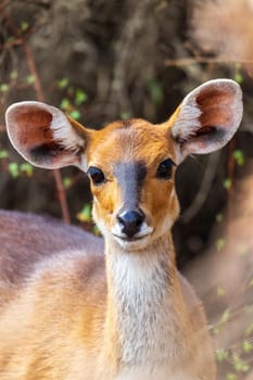 female of rare endemic Menelik bushbuck hiding in bush, Tragelaphus scriptus meneliki, antelope in Simien mountains, Ethiopia, Africa wilderness