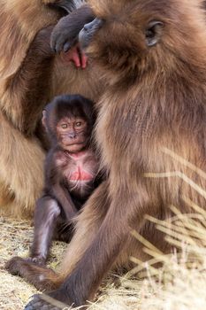 baby of endemic animal Gelada monkey on rock, endangered Theropithecus gelada, in Ethiopian natural habitat Simien Mountains, Africa Ethiopia wildlife