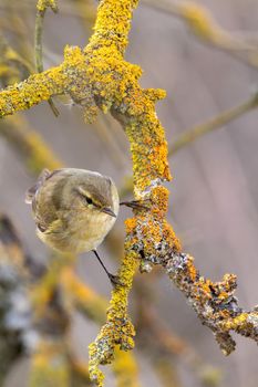 small song bird Willow Warbler (Phylloscopus trochilus) sitting on the branch. Little songbird in the natural habitat. Spring time. Czech Republic, Europe wildlife