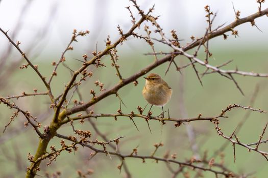 small song bird Willow Warbler (Phylloscopus trochilus) sitting on the branch. Little songbird in the natural habitat. Spring time. Czech Republic, Europe wildlife