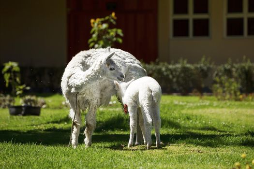 Llama feeding her white puppy with milk.