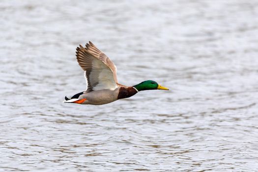 male of duck flying over the pond. wild bird mallard (Anas platyrhynchos) in countryside. Czech Republic, Europe wildlife