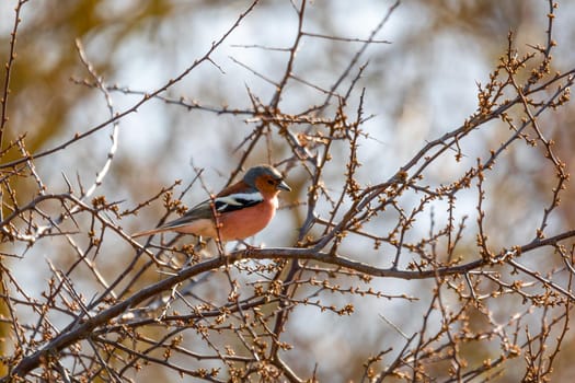 small beautiful bird, common chaffinch (Fringilla coelebs) perched on the branch, songbird in nature. Europe Czech Republic wildlife