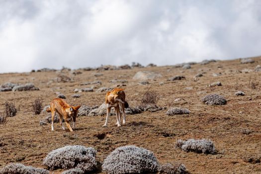 very rare endemic ethiopian wolf, male and female, Canis simensis, Sanetti Plateau in Bale mountains, Wolf hunting Big-headed African mole-rat. Africa Ethiopian wildlife. Only about 440 wolfs survived in Ethiopia