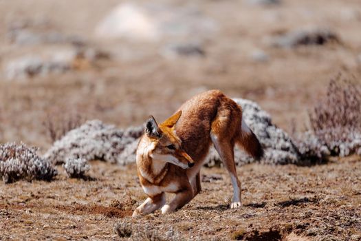 very rare endemic ethiopian wolf, Canis simensis, Sanetti Plateau in Bale mountains, Wolf hunting Big-headed African mole-rat. Africa Ethiopian wildlife. Only about 440 wolfs survived in Ethiopia