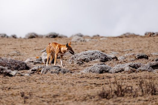 very rare endemic ethiopian wolf, Canis simensis, Sanetti Plateau in Bale mountains, Wolf with hunted Big-headed African mole-rat in mouth. Africa Ethiopian wildlife. Only about 440 wolfs survived in Ethiopia