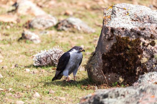 Augur Buzzard, Buteo augur, Bale National Park, Ethiopia, Africa wildlife